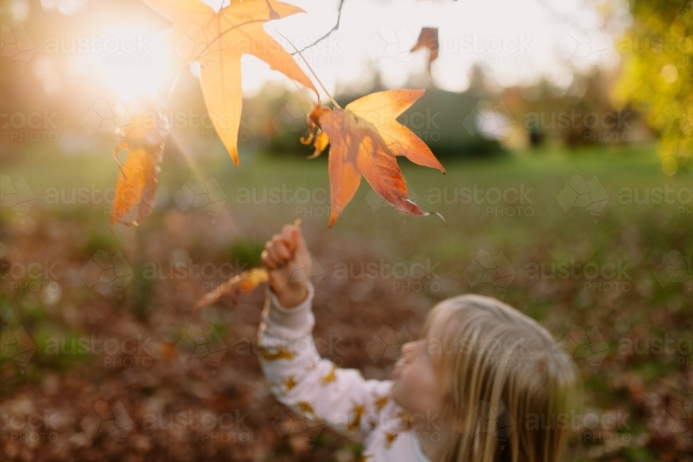 Little girl picking up oak leaves from an oak tree in autumn - Australian Stock Image