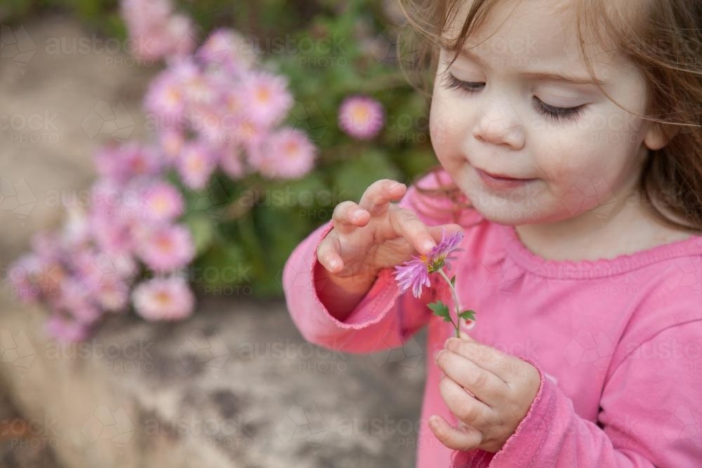 Little girl playing with a chrysanthemum flower - Australian Stock Image