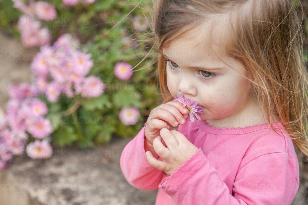 Little girl playing with a chrysanthemum flower - Australian Stock Image