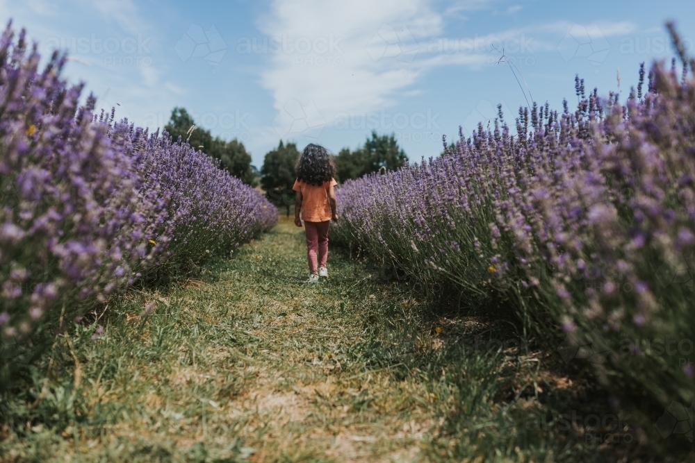 Little girl walking in lavender farm - Australian Stock Image