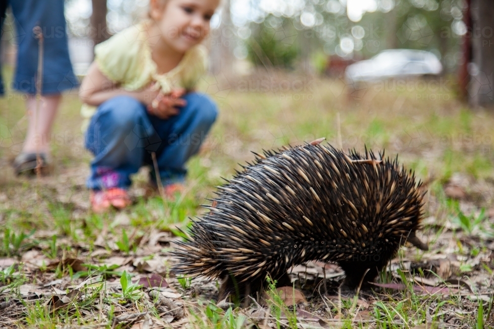 Little girl watching an echidna in the backyard - Australian Stock Image