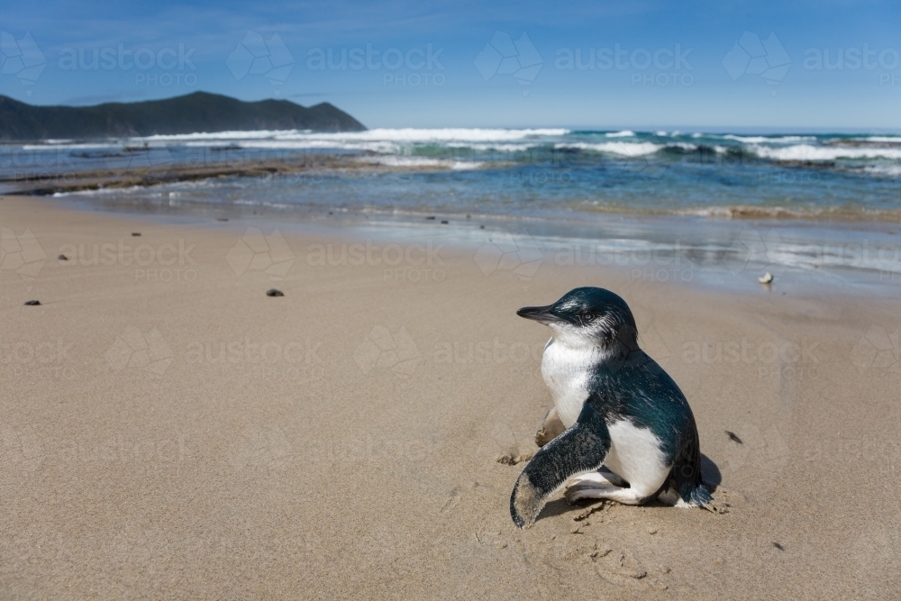 Little Penguin (Eudyptula minor) standing with wings outstretched on a sandy beach - Australian Stock Image