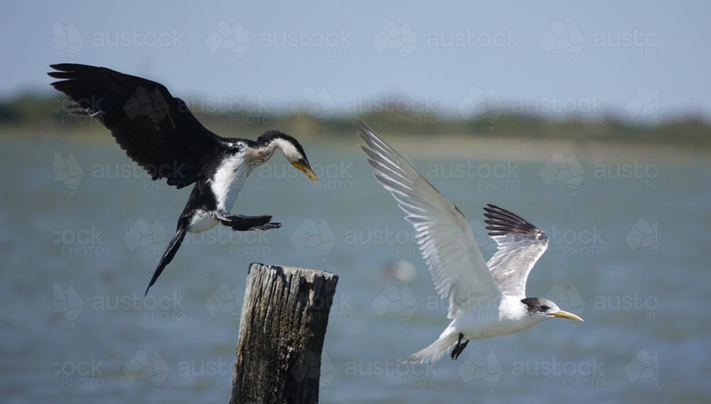 Little Pied Cormorant & Crested Tern - Australian Stock Image