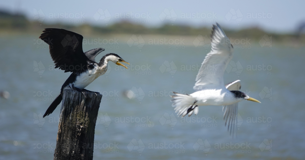 Little Pied Cormorant & Crested Tern - Australian Stock Image