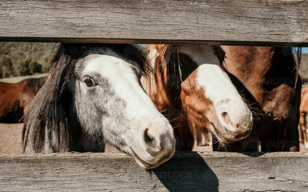 Little ponies looking through fence railing. - Australian Stock Image