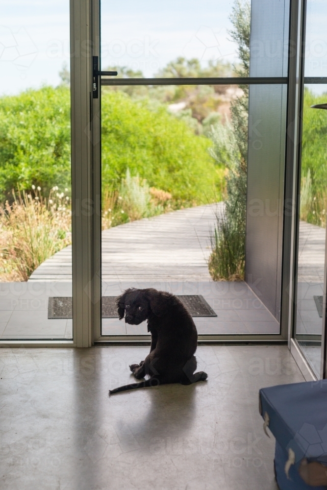 little puppy dog waiting at the front door to go out, looking back to camera - Australian Stock Image