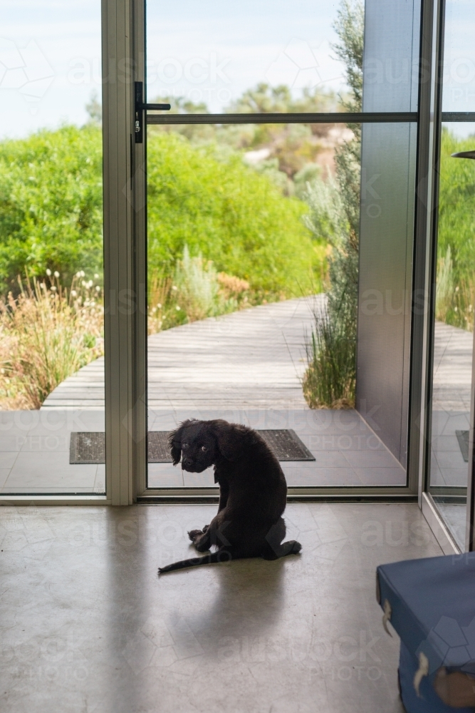 little puppy dog waiting at the front door wanting to go out - Australian Stock Image