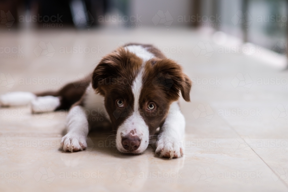 little puppy looking guilty as he lies on the floor - Australian Stock Image
