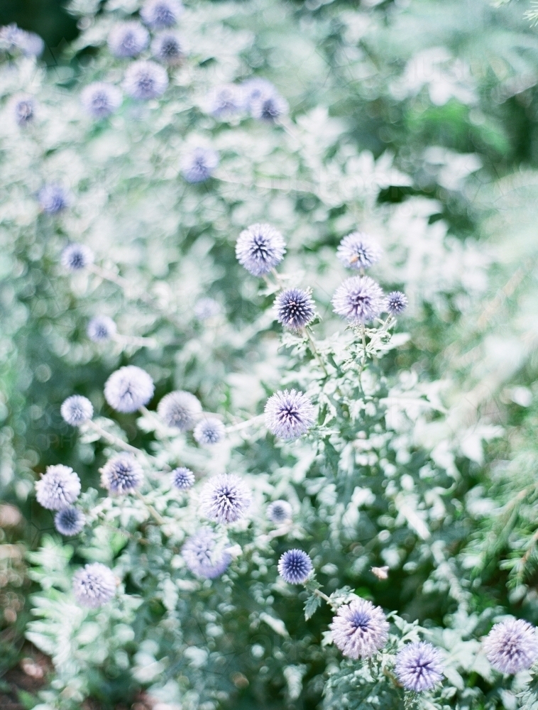 Little Purple Flowers - Australian Stock Image