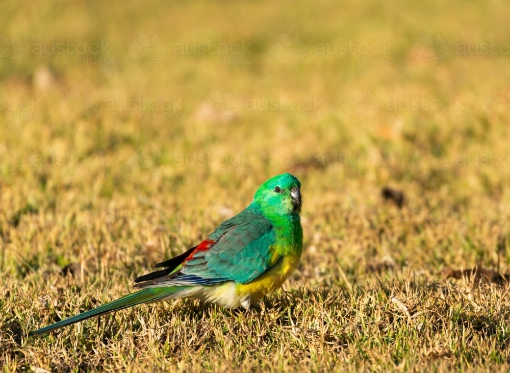 Little Red-rumped grass parrot grazing in golden afternoon light - Australian Stock Image