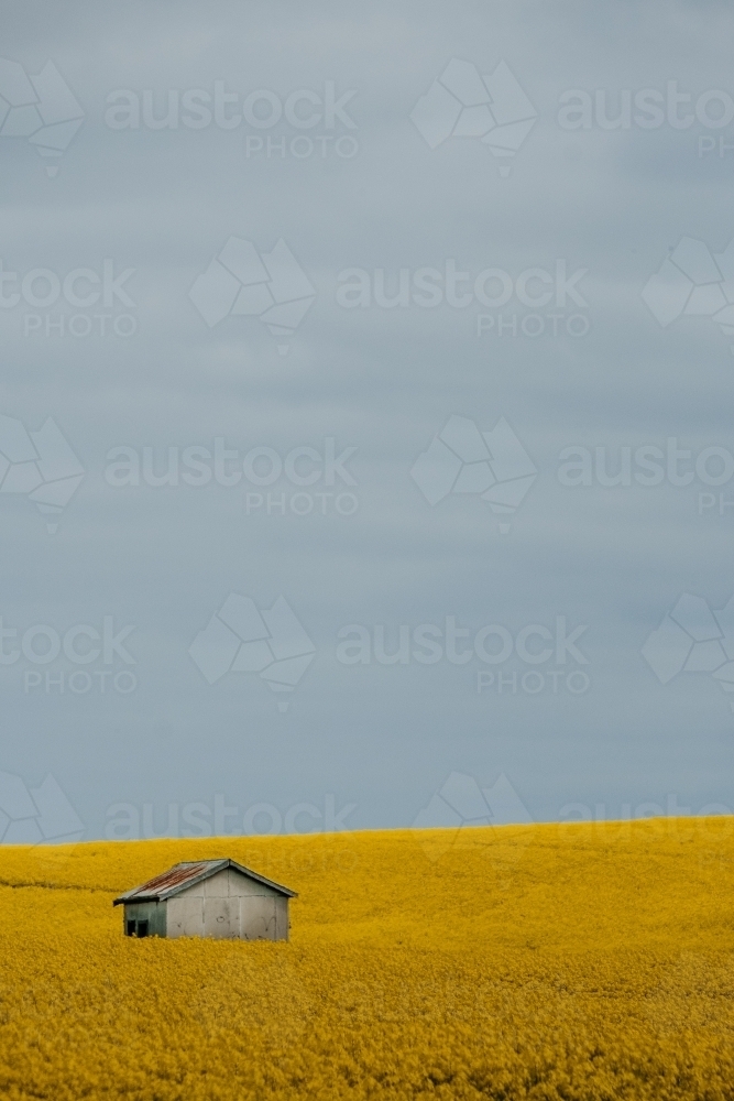 Little shed amongst a canola crop. - Australian Stock Image