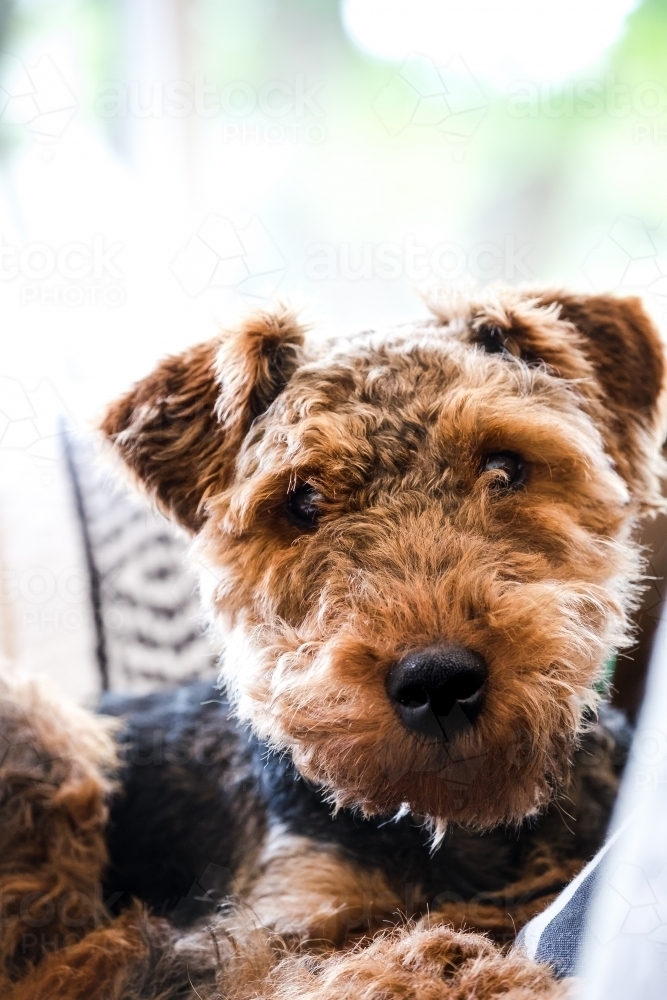 Little welsh terrier dog - Australian Stock Image
