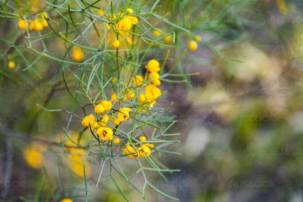 Image of Little yellow wildflowers on a bush Austockphoto