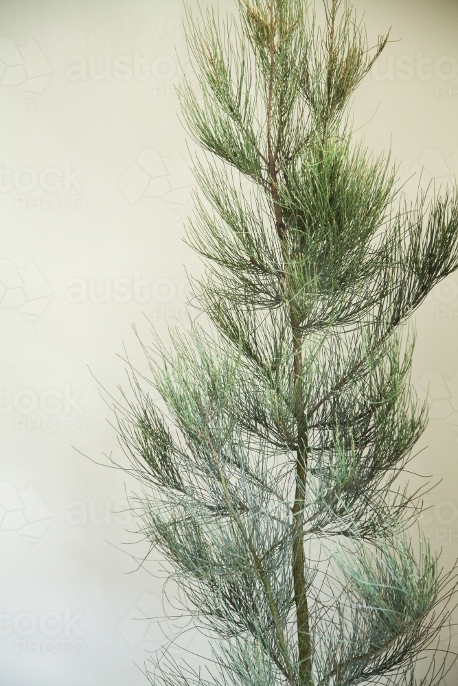 Live, green casuarina, Christmas tree ready to be decorated - Australian Stock Image