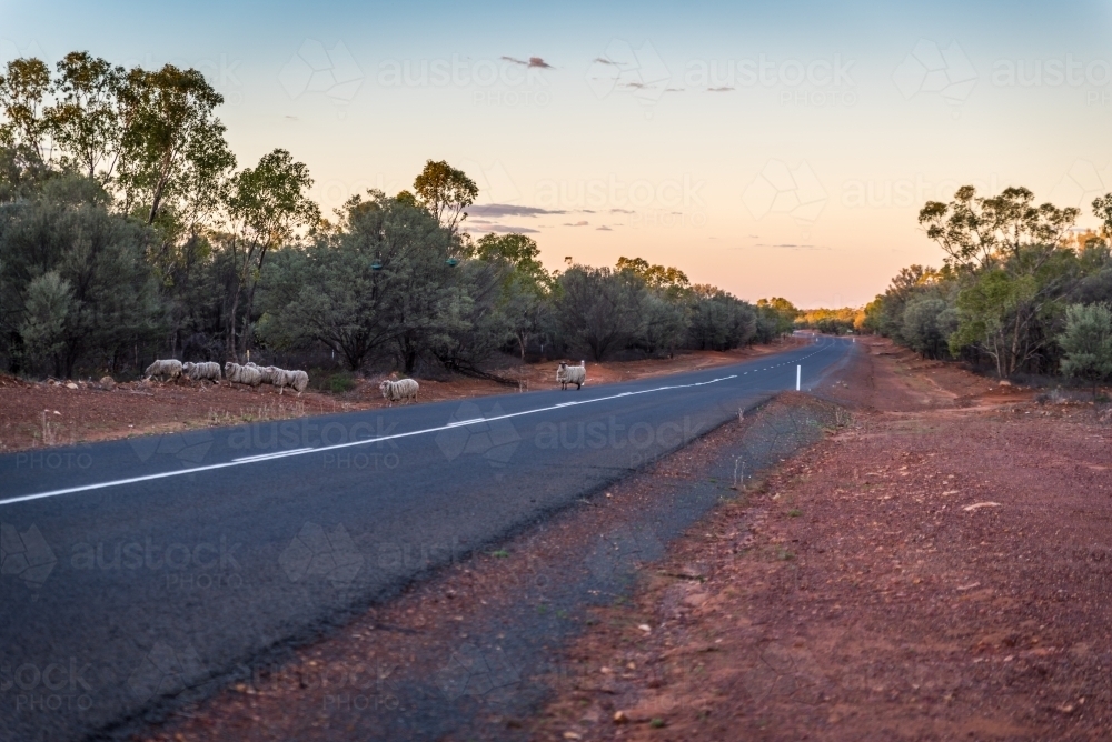 Livestock crossing outback road - Australian Stock Image