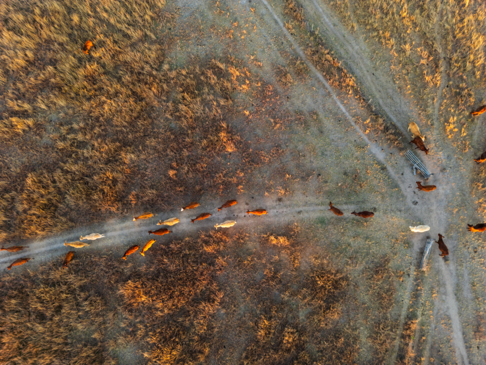 Livestock following a path looking from above down to the ground - Australian Stock Image