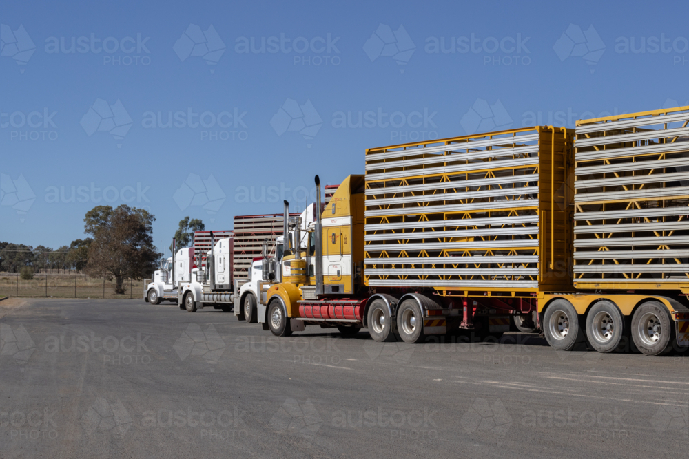 Livestock trucks lined up at a livestock auction at Wagga Wagga in sunshine - Australian Stock Image