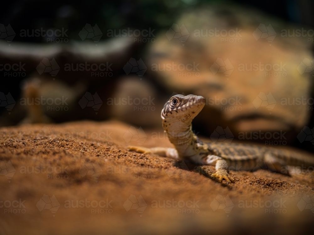 Lizard on brown rock close up - Australian Stock Image