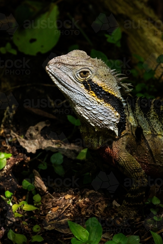 lizard basking in sunlight - Australian Stock Image