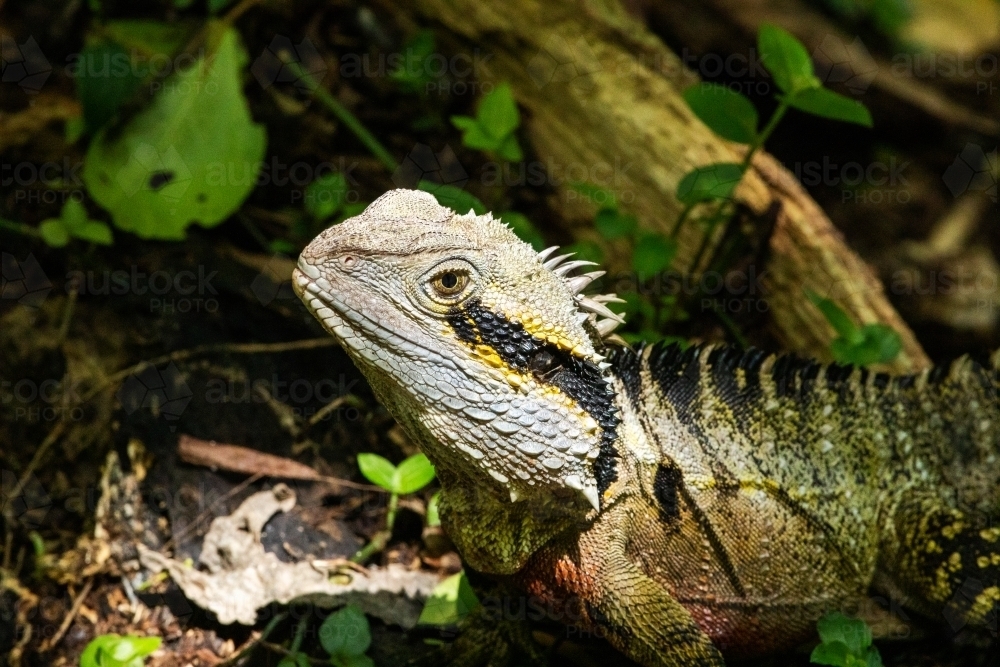lizard basking in sunlight - Australian Stock Image