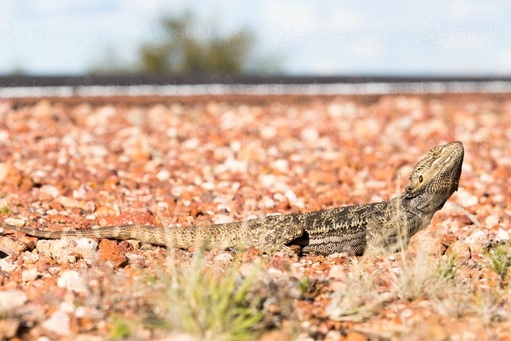 Lizard beside the side of a highway - Australian Stock Image