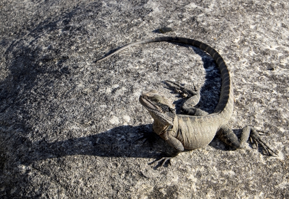 Lizard (Eastern Water Dragon) on sandstone rock - Australian Stock Image