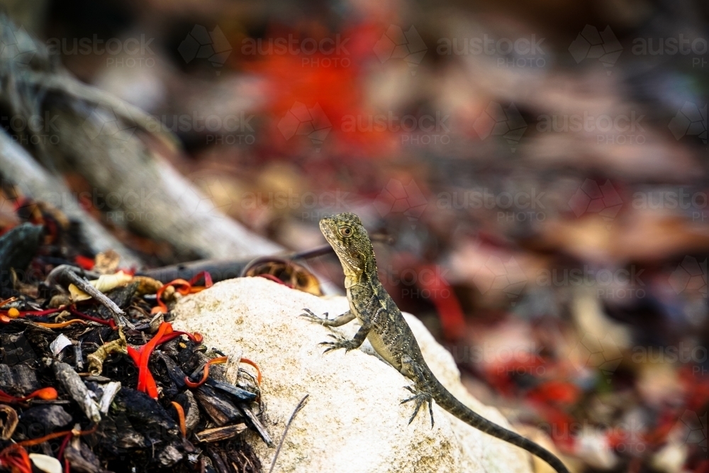 Lizard on a rock - Australian Stock Image