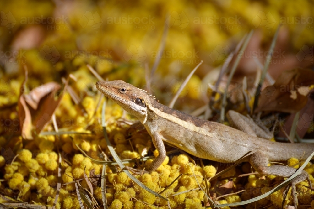 Lizard sitting on top of yellow wattle flowers - Australian Stock Image