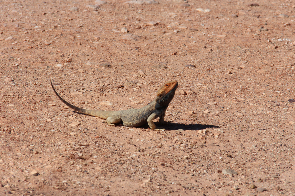 Lizard standing on dry outback dirt - Australian Stock Image
