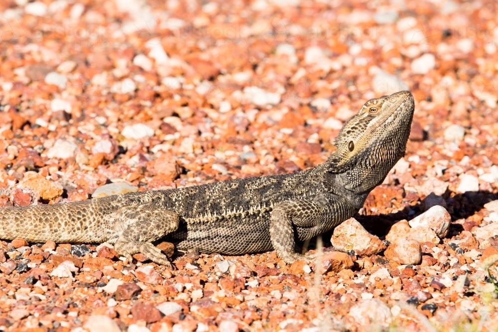 Lizard sunbaking beside a highway - Australian Stock Image