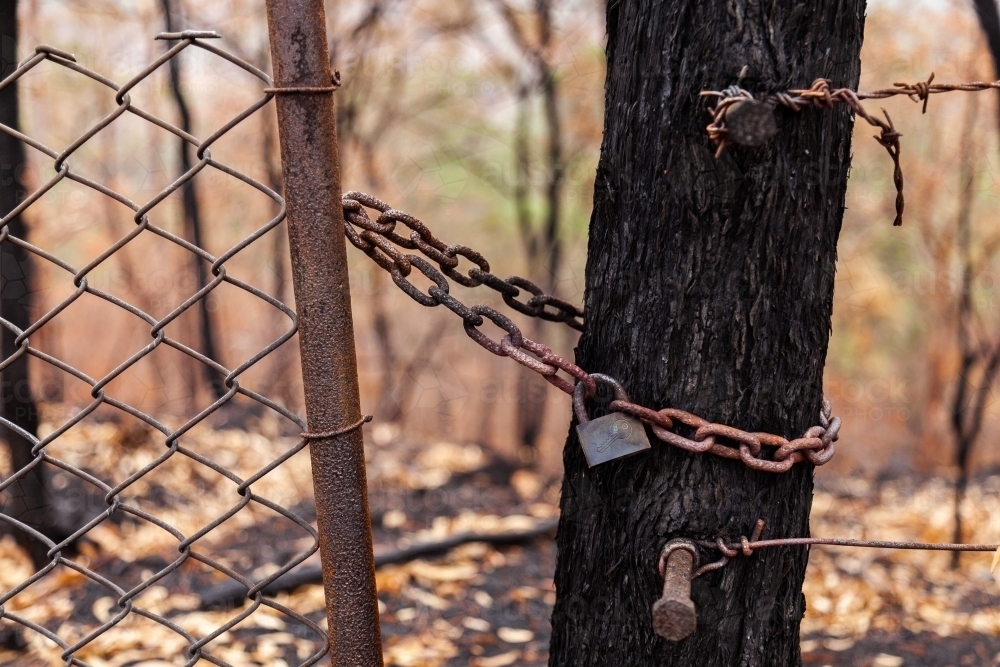 Lock and chain on gate next to tree burnt by bushfire - Australian Stock Image