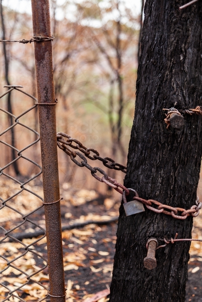 Lock and chain on gate next to tree burnt by bushfire - Australian Stock Image