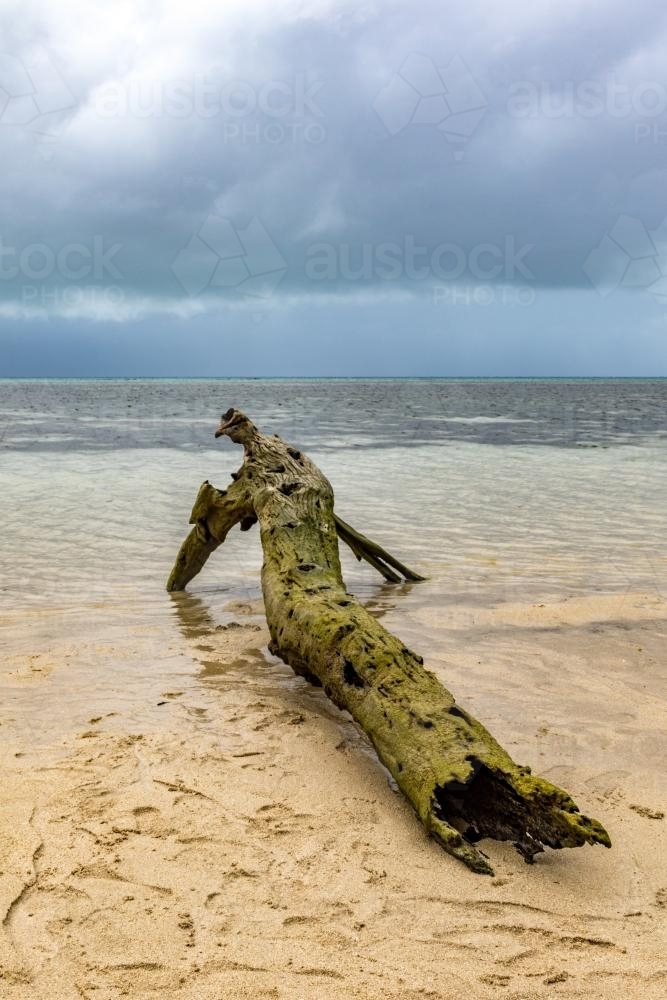 Log on beach with moody sky - Australian Stock Image