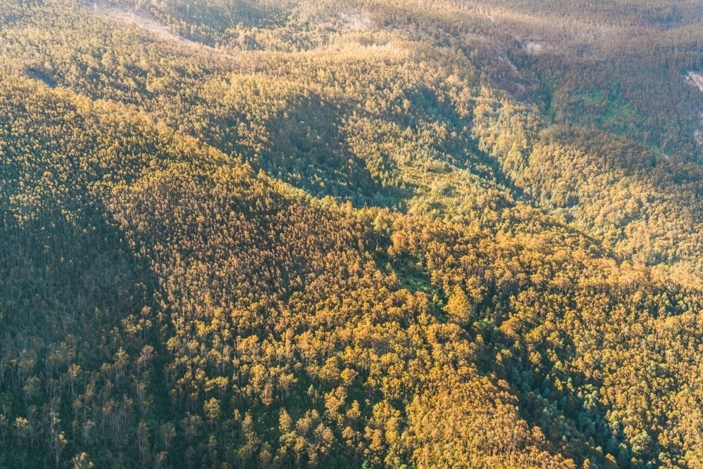 Logging Forest, Cathedral Rock, Tasmania - Australian Stock Image