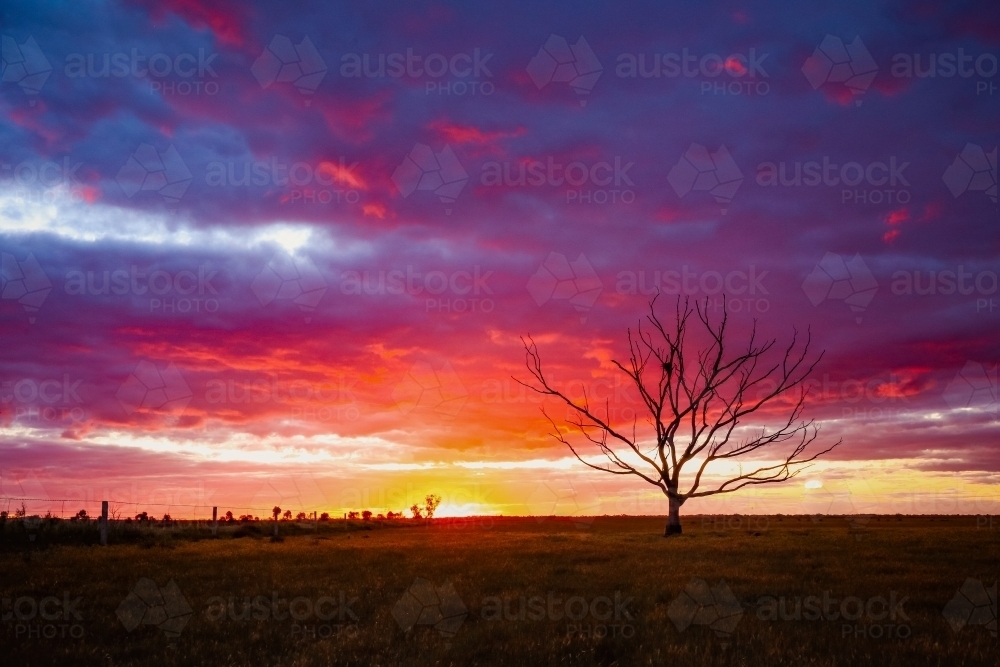 Image of Lone bare tree silhouette on farm with vibrant sunset sky ...
