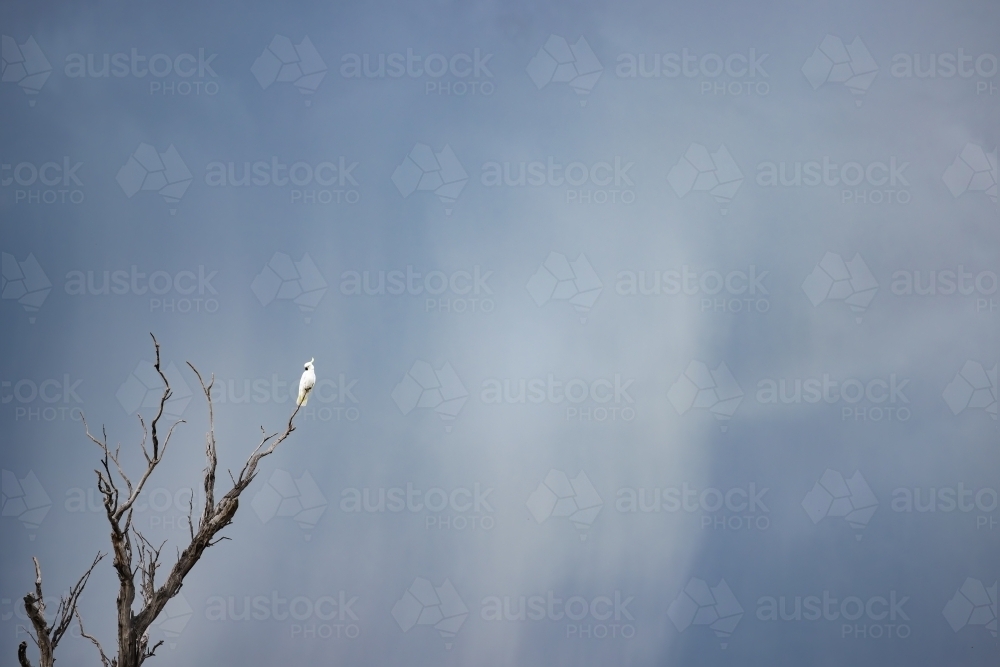 Lone cockatoo sitting on bare branch with dark stormy sky in background - Australian Stock Image