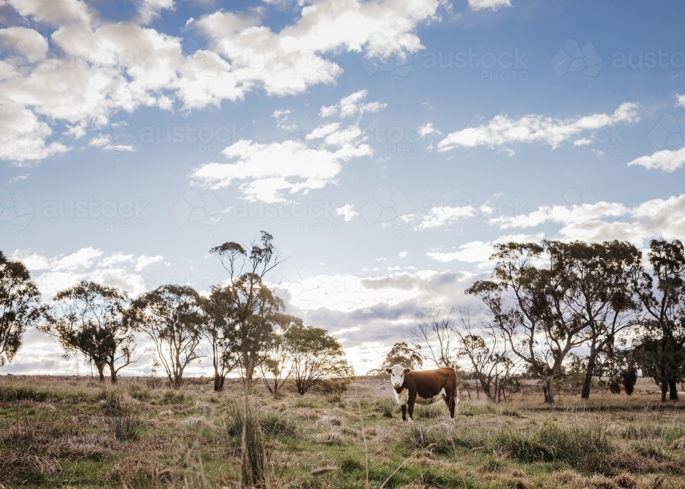 Lone cow in rural landscape - Australian Stock Image