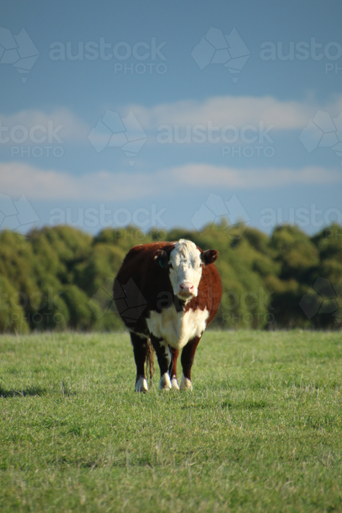 Lone cow with white and brown fur standing on a grass field - Australian Stock Image