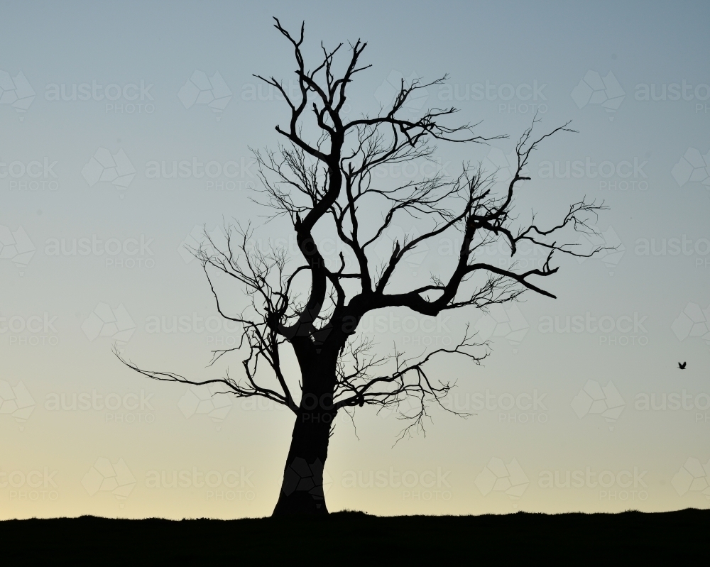 Lone dead tree on a farm during sunset - Australian Stock Image