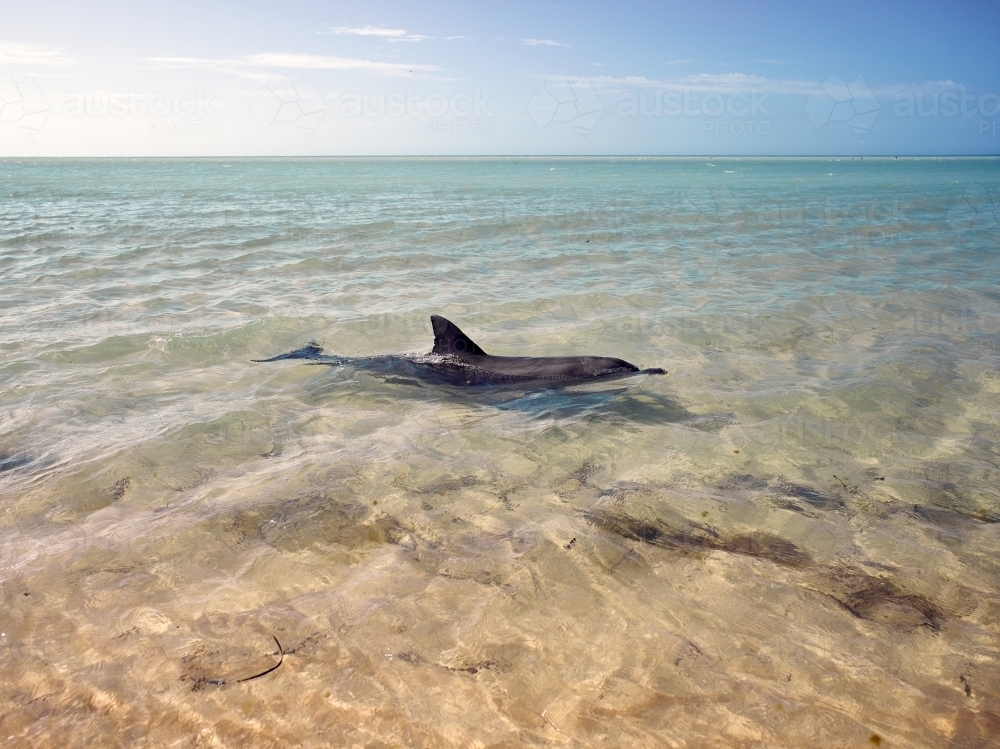 Lone dolphin swimming in remote bay - Australian Stock Image