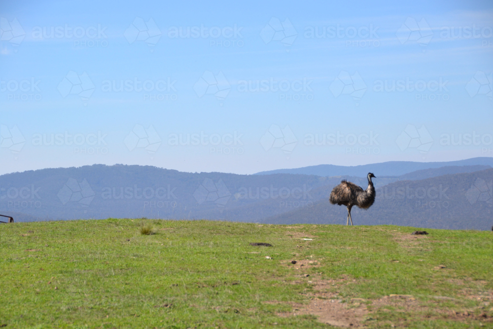 Lone Emu on ridgeline in paddock with hill backdrop - Australian Stock Image