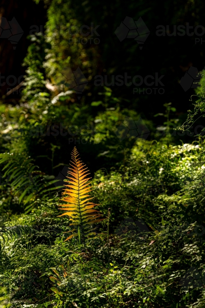 Lone fern frond in the rainforest - Australian Stock Image