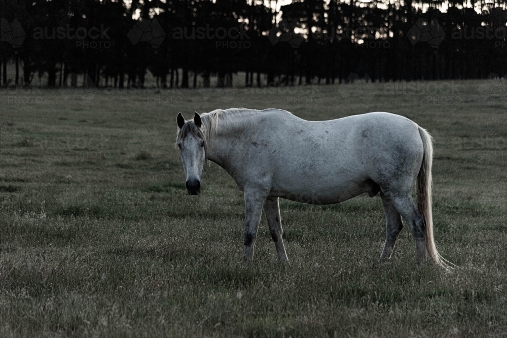 lone grey horse in a field, looking at you in the late afternoon light - Australian Stock Image
