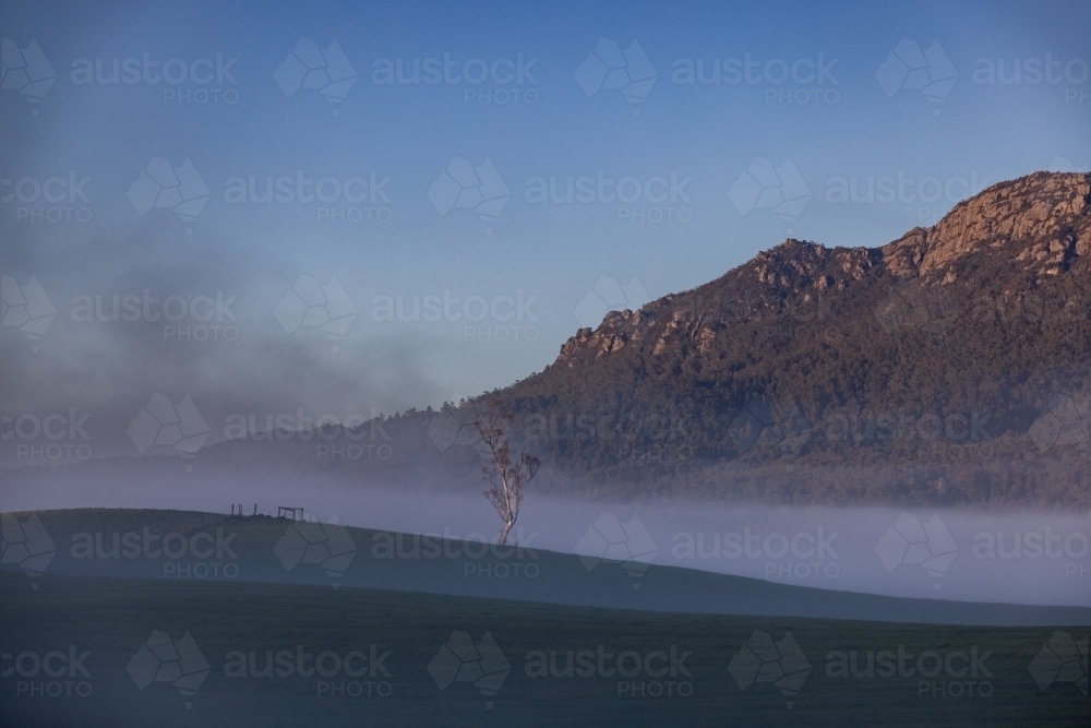 Lone gum tree in foggy paddock at base of mt roland - Australian Stock Image
