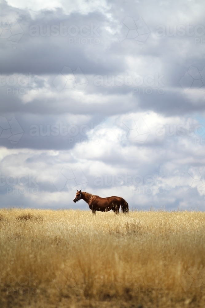 Lone horse in paddock under summer storm clouds - Australian Stock Image