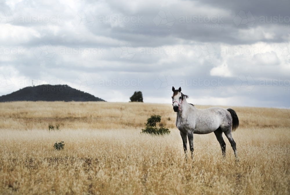 Lone horse in paddock under summer storm clouds - Australian Stock Image