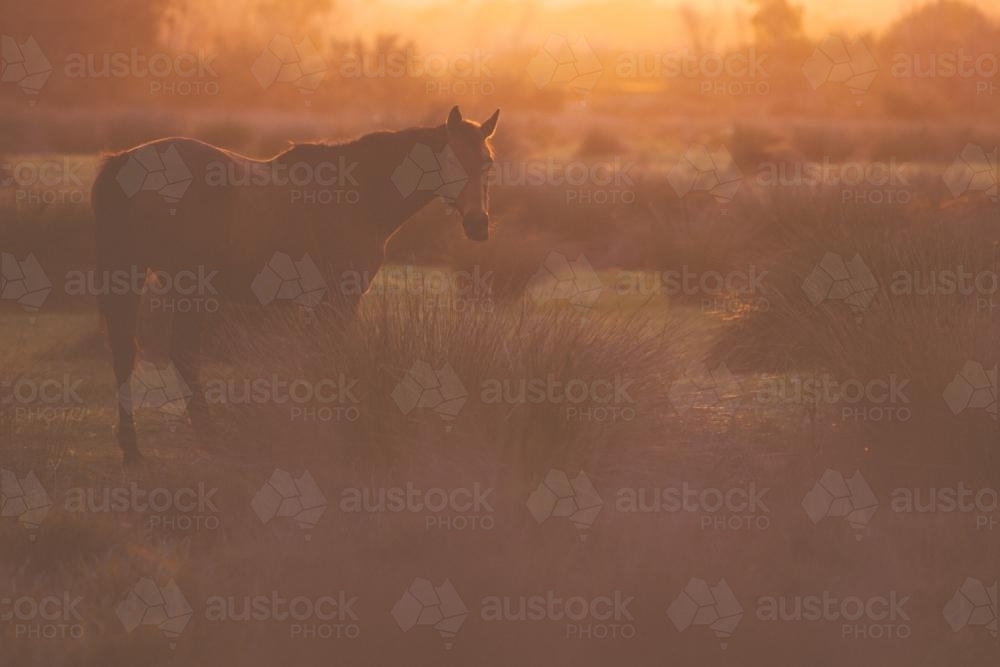 Lone horse in paddock with long grass in golden afternoon light - Australian Stock Image