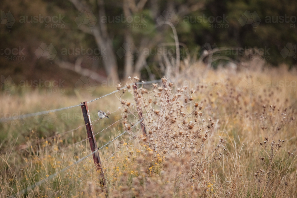Lone Jacky Winter - Microeca fascinans - perched on farm fence in rural New South Wales - Australian Stock Image