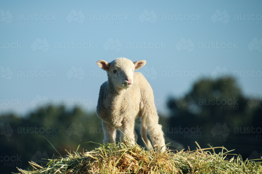 Lone lamb standing atop a mound of hay - Australian Stock Image