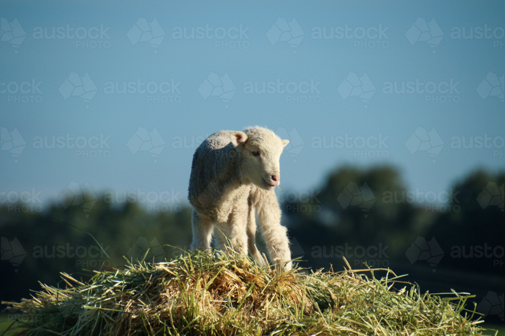 Lone lamb standing atop a mound of hay - Australian Stock Image